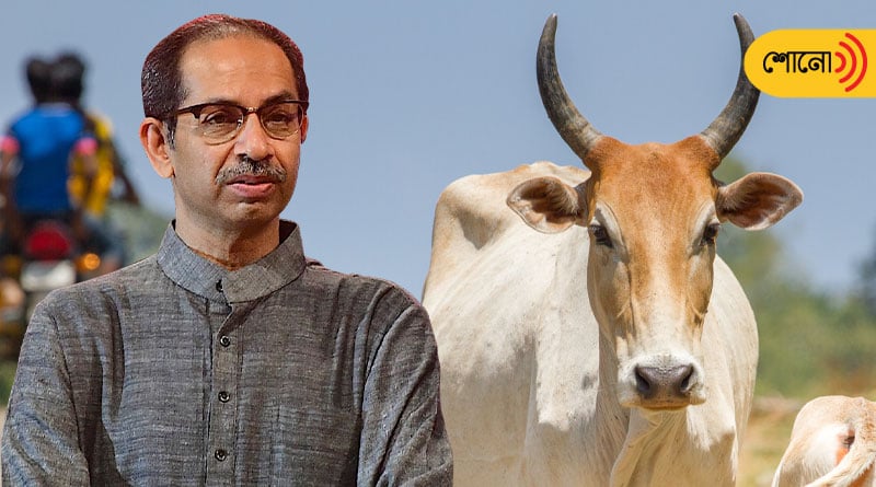 'They Should Drink Cow Urine': Uddhav Thackeray Slams BJP & RSS