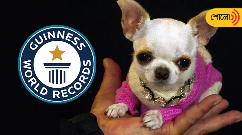 World's Shortest Dog sets Guinness World Record