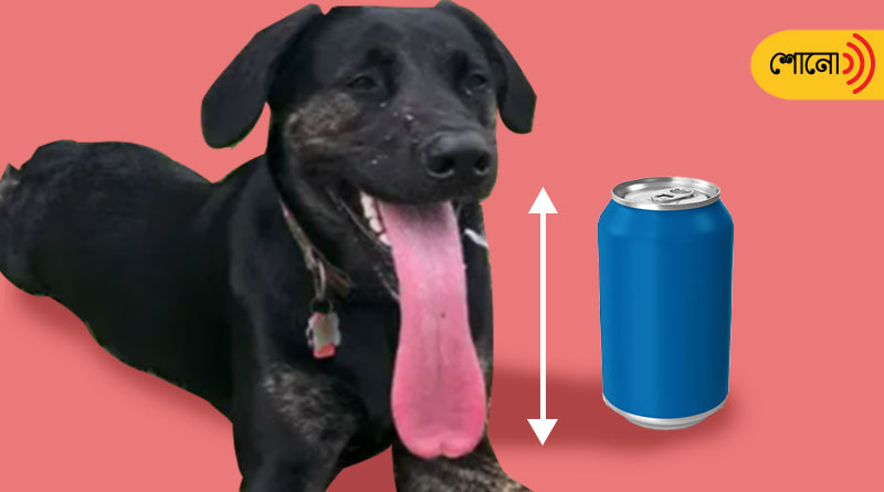Dog Achieves Longest Tongue Guinness World Record