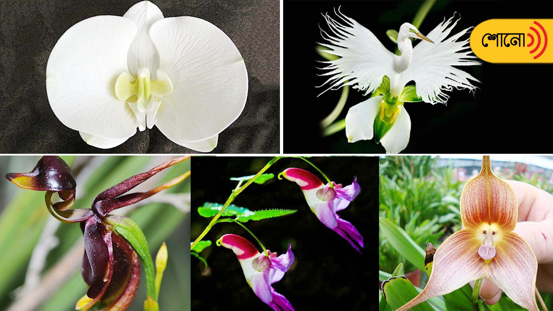 Know more about the Plants that Look like Animals