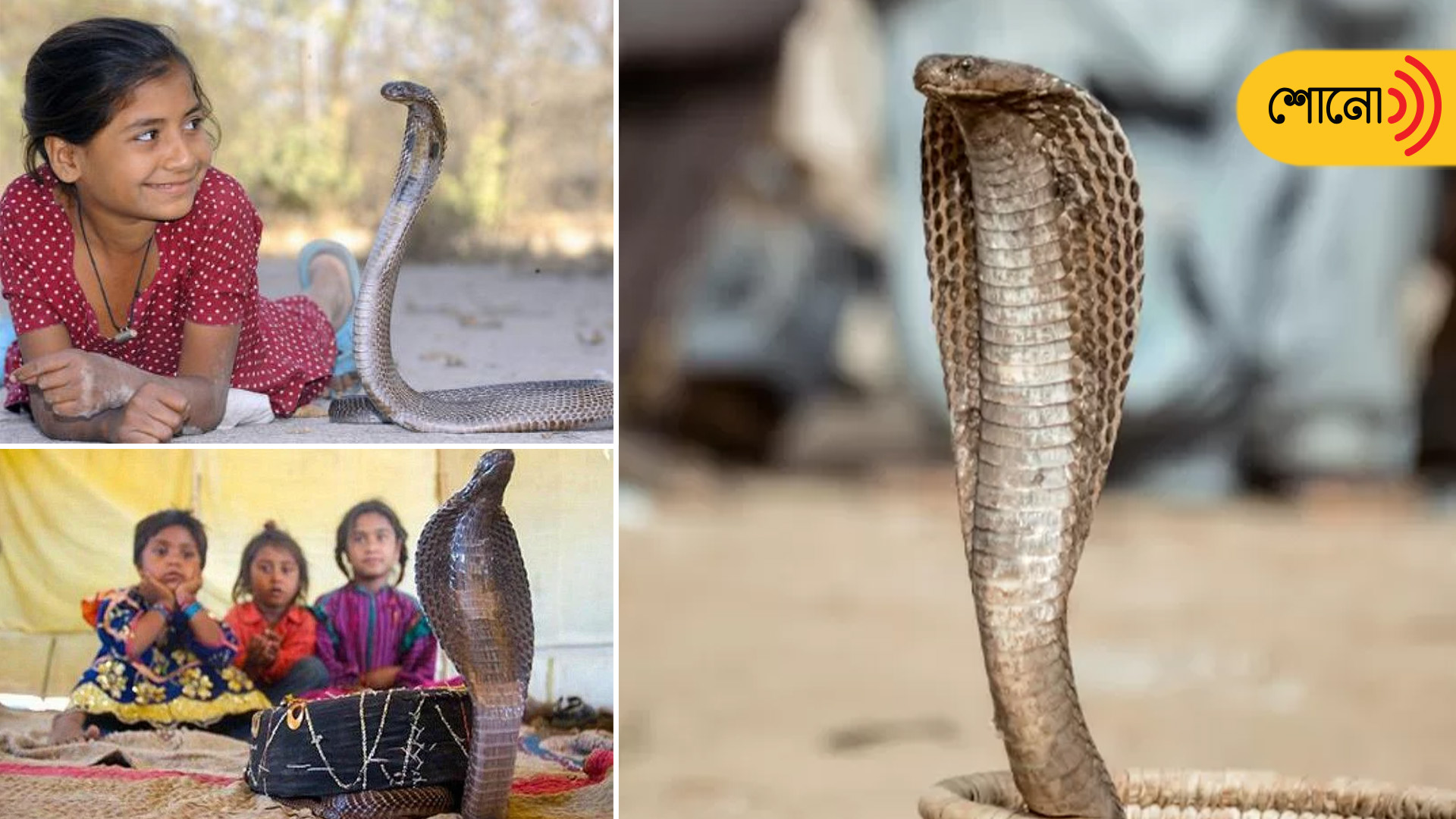 A place where cobras and humans live together as a family