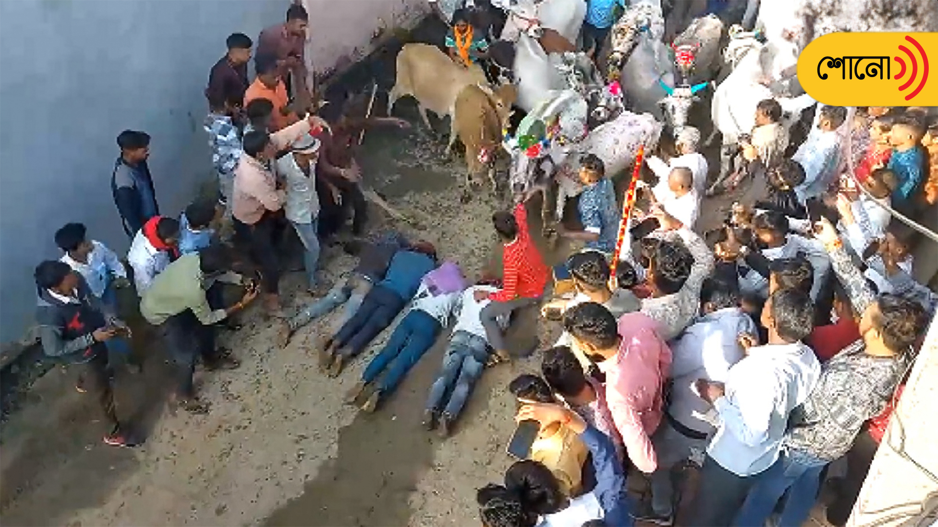 Cows Run Over Villagers As Part Of Diwali Ritual In MP's Ujjain