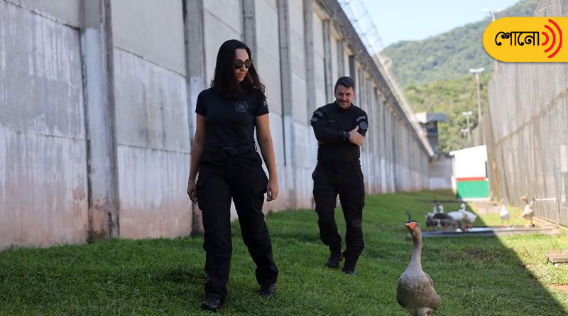 this jail in Brazil appoints geese as their guard