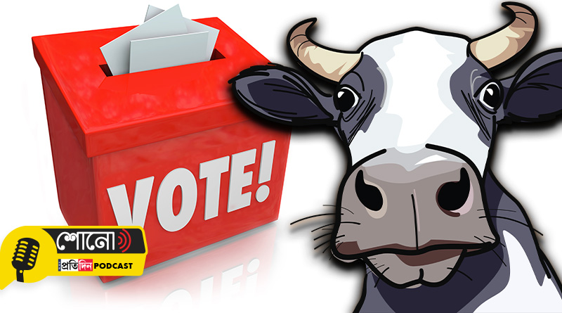 Vote for cows with horns in Switzerland