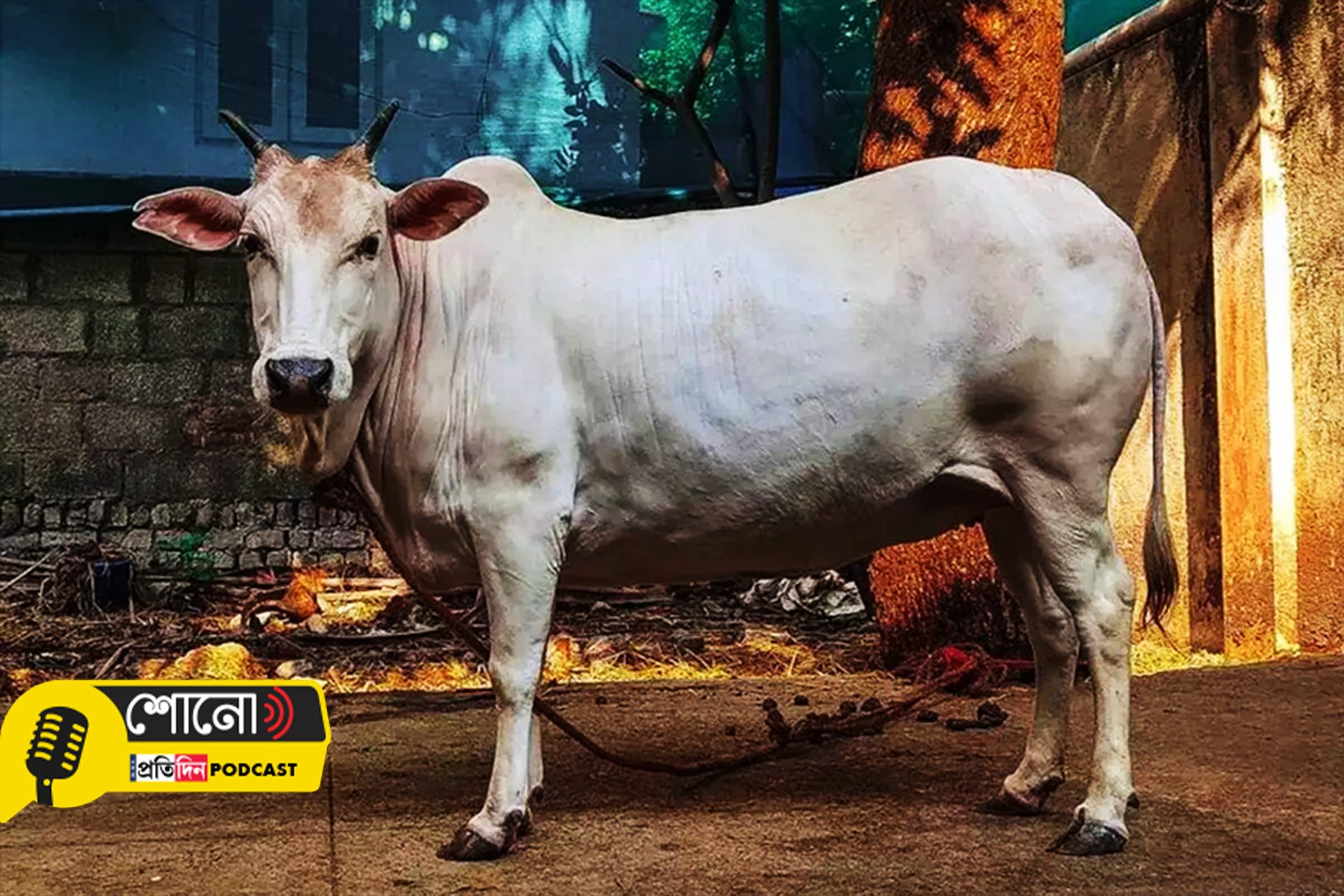 Know more about Killer Cows that Responsible For 4,000 Attacks Every Year