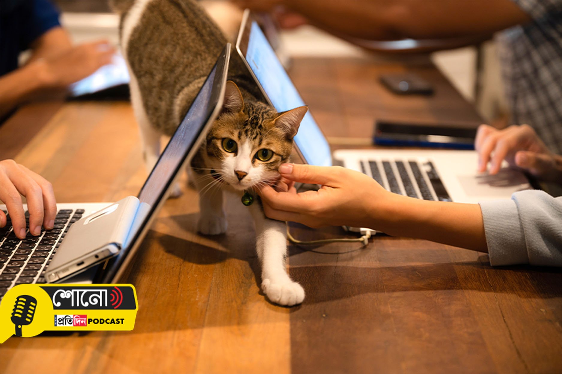 Pets in this country are 'working' in cafes