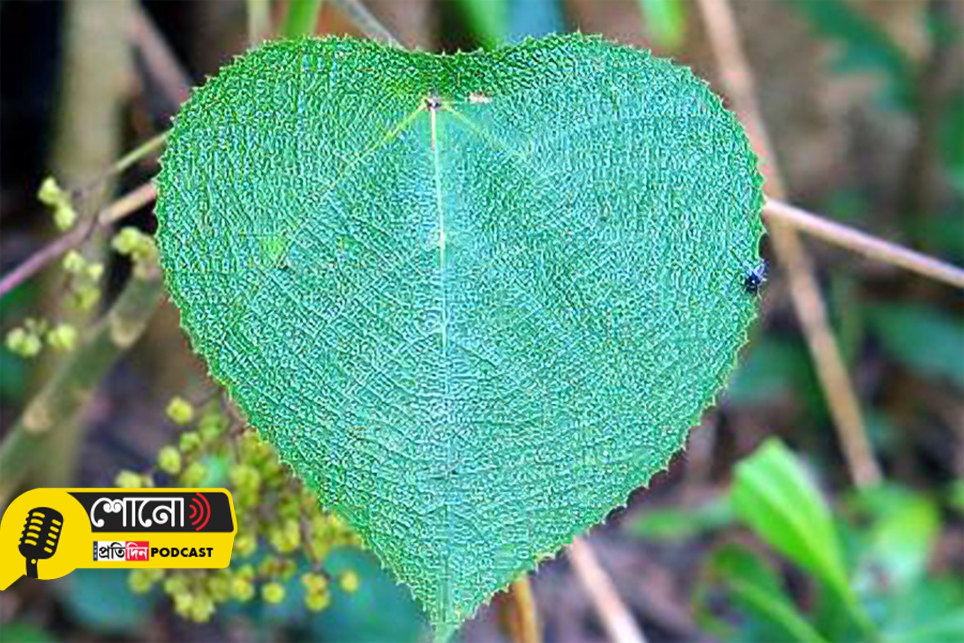 This Plant Has the Most Painful Stingers in the World